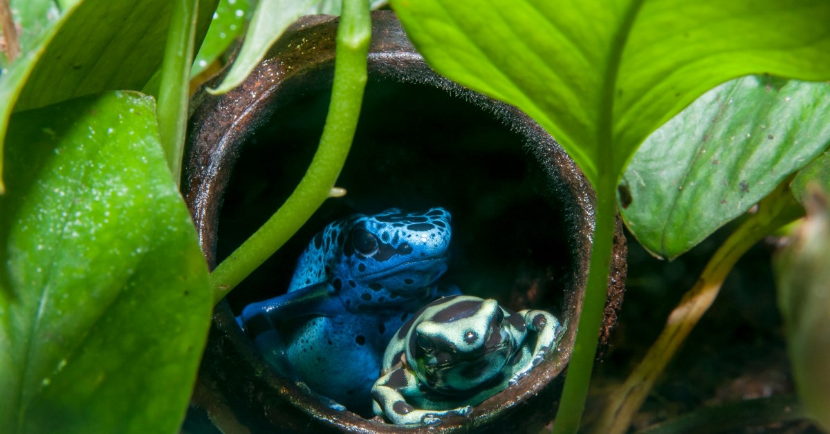 Can Poison Dart Frogs Make Good Pets?